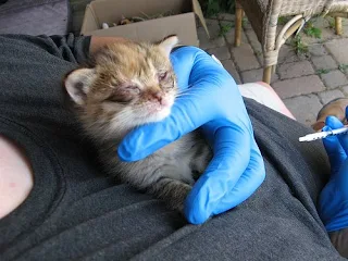 kitten with Conjunctivitis