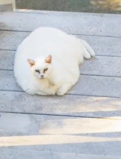 very fat cat