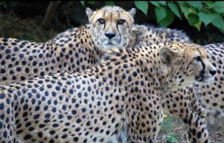 endangered cheetah