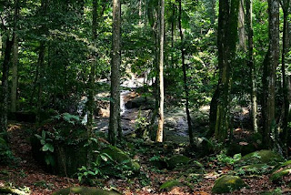 Malaysia forest