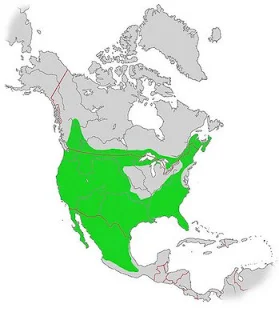 American Bobcat distribution range