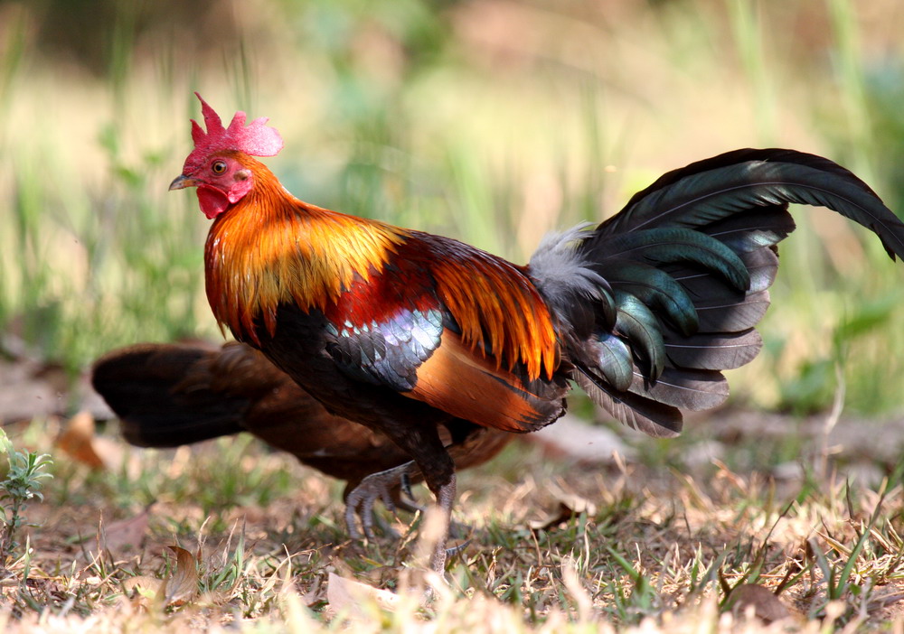 Ayam Hutan-Kw1: Ayam hutan merah