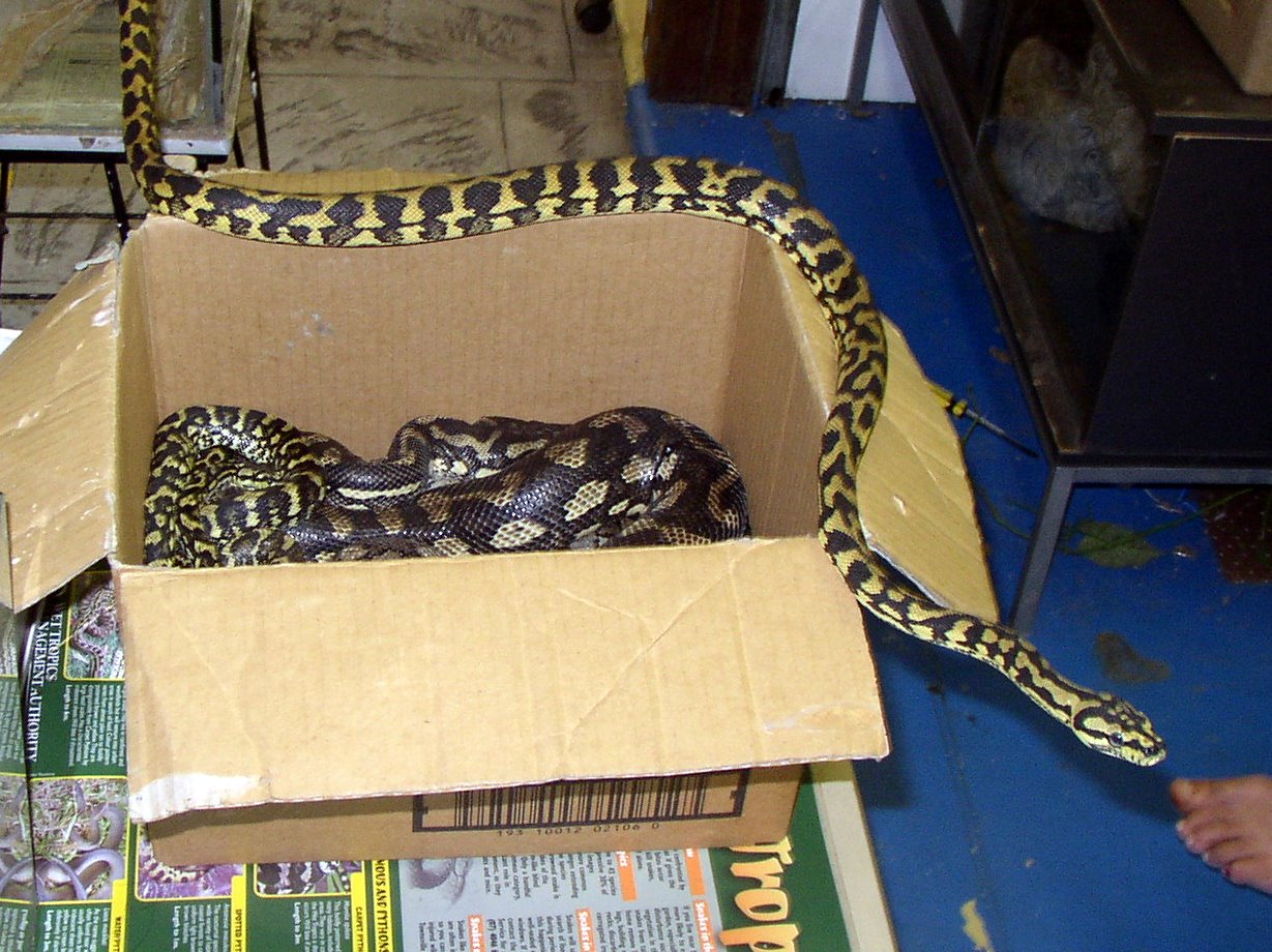 Fumbling Towards Geekdom Snakes! In a box!