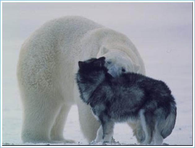 [polar-bear-cat-amazing-pictures-3.jpg]