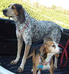 Our beautiful bluetick coonhound and our super adorable beagle