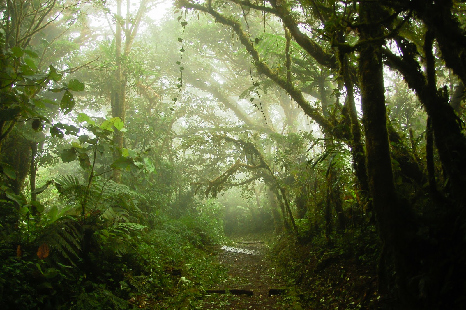 CLUB FOTOGRÁFICO DE ESTIBADORES bosque nuboso