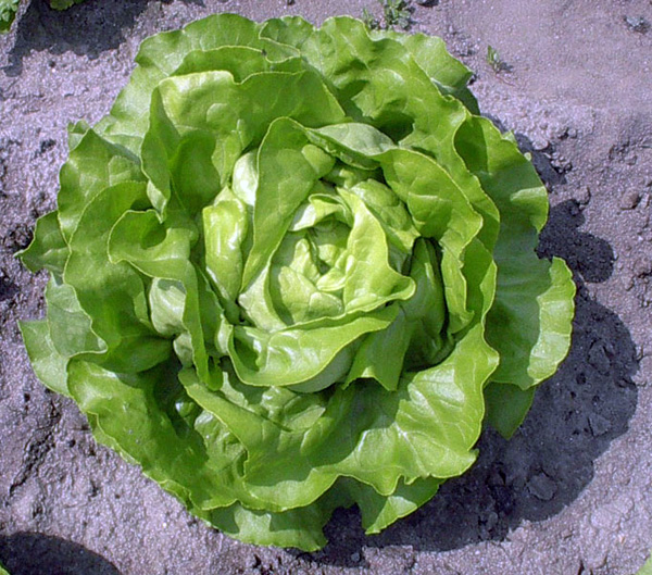 Ricette con la lattuga, la scheda e la cottura della lattuga