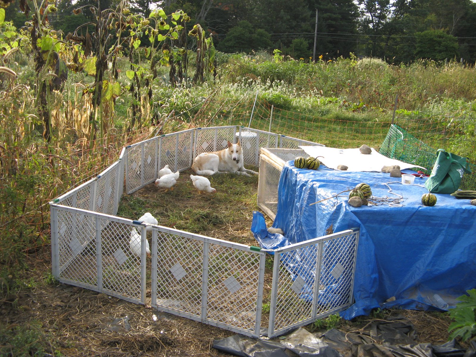[kahlil_guarding_chickens.jpg]