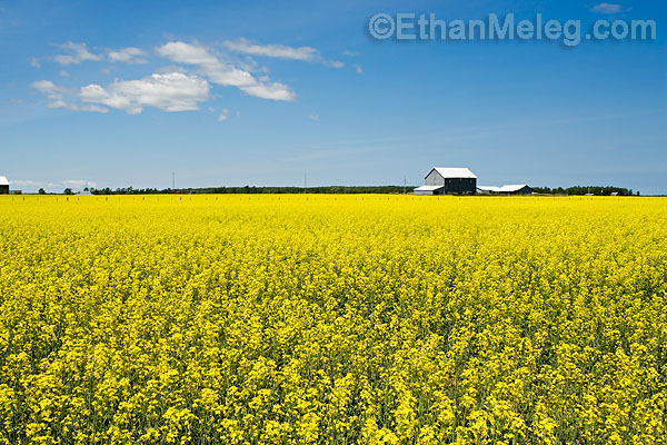 [Canola-BrucePeninsula-EMELEG_Q7J4969.jpg]