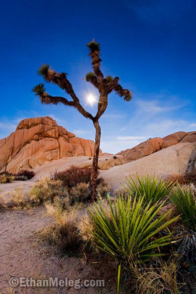 [JTNP_JumboRocks_Moonrise_EMELEG_7653.jpg]