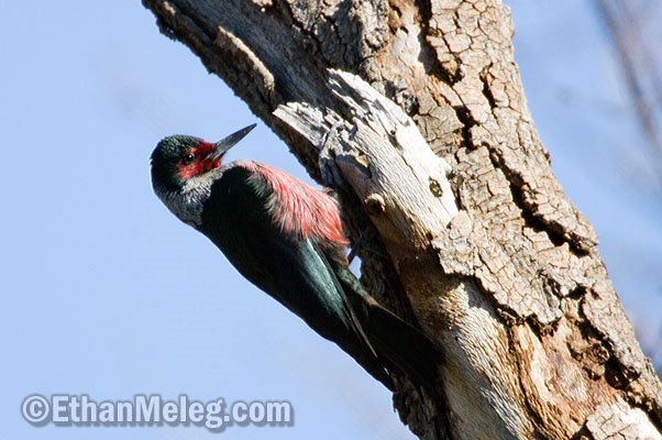 [LewisWoodpecker_EMELEG_0025_2.jpg]