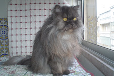 A minha maravilhosa gatinha!!!