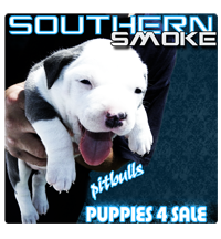 Pitbull Puppies For Sale!!!