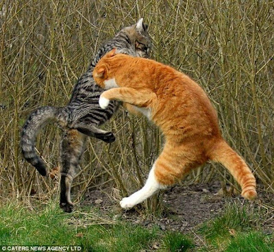 Gambar Photo Lucu Ajaib Kucing Tarung Ala Ninja Foto Jepang Dahsyat Titisan Lion Maru Tiger Joe