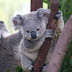 Lindo Koala