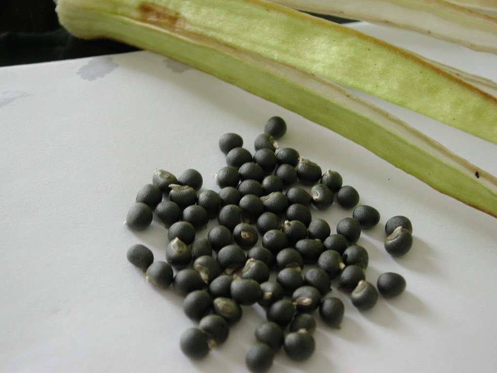 My Balcony Vege Gardening Corner! Saving Okra seeds