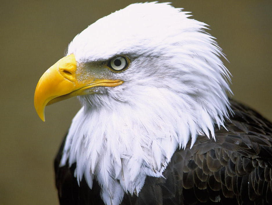 [Eagle+close-up.jpg]