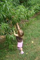 K picking peaches
