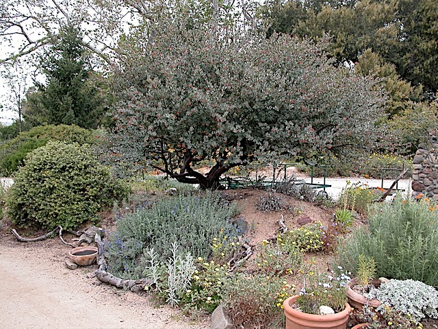 California Native Plants San Go Style Nursery Profile Tree Nothing Is Worse Than Planning Your Native Garden Only To Find That Local Nursery Doesn T Carry The Plants You Need Or Natives At