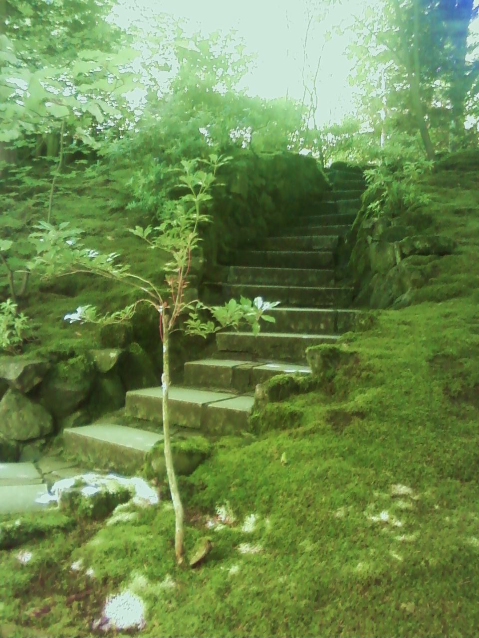My Arts, Crafts, and Projects: Japanese Garden
