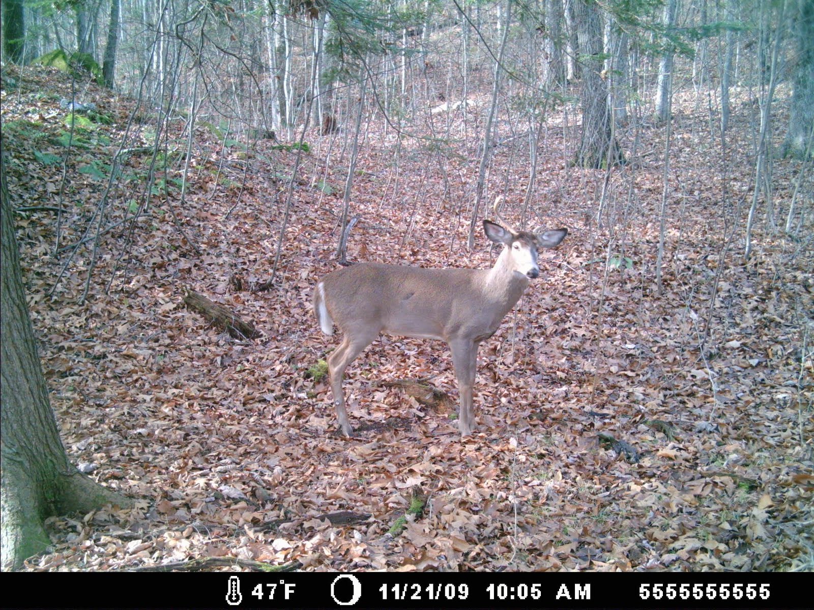 Massachusetts Deer Hunting VT buck & fresh sign