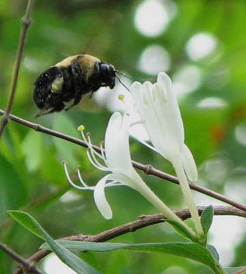[Bee+in+Honeysuckle_jeffincyprus.jpg]