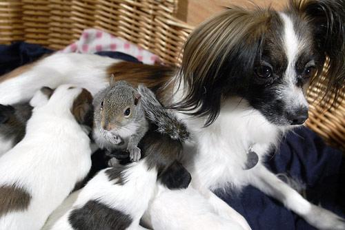 [finnegan_the_squirrel_adopted_by_dog_1.jpg]