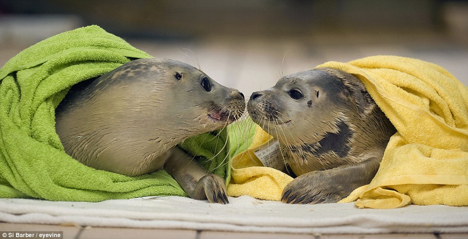 Slavenka And Obi Orphaned Seals Relax As They Are Treated To Fresh