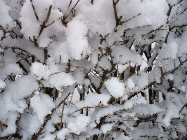 [Snow+on+the+hedge.jpg]