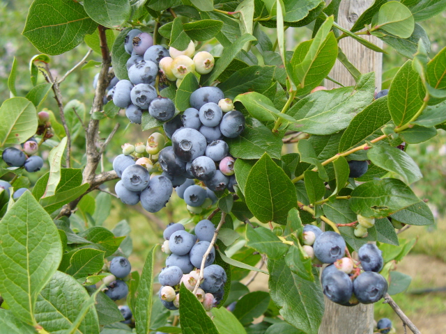 [blueberry+bush.jpg]