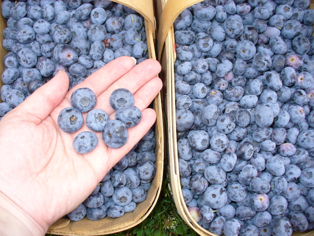 [blueberries+2.jpg]
