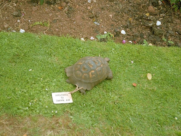Timothy the Tortoise at Powderham Castle
