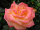 My photo