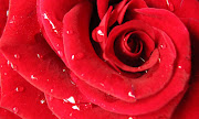 La Rosa Roja, un Universo de vitalidad, belleza y sensualidad femenina