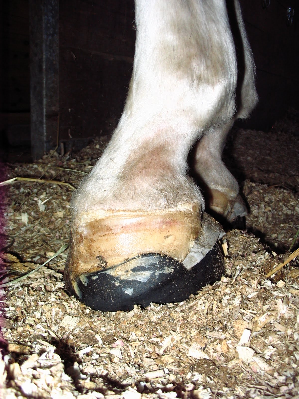 Founder Info for Horse Owners! Leo's Laminitis, Foot Photos