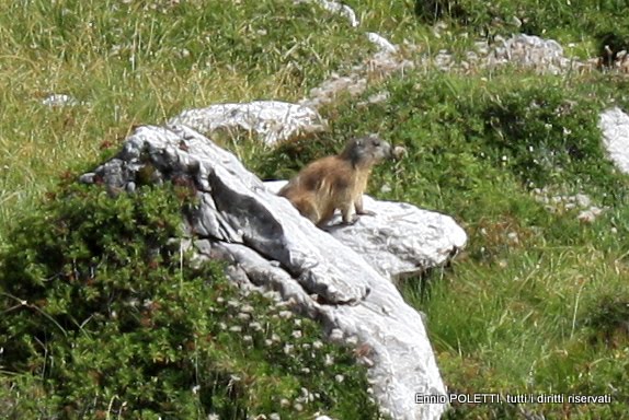 MOUNTAINS: VALLON POPERA