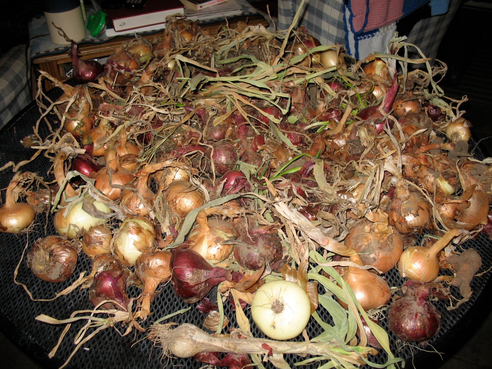 Home Farm Drying Onions