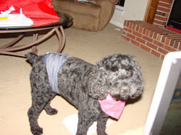 Seamus, The diaper wearing Wonder Dog!!