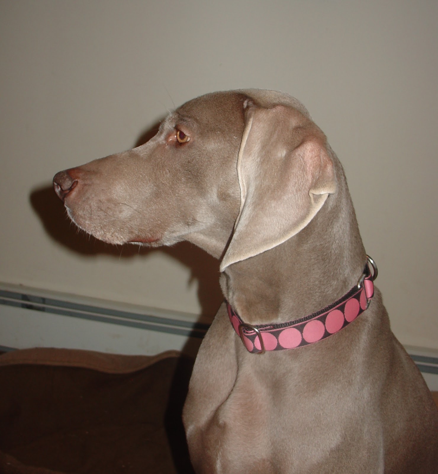 Grayhart Weimaraners A New Year deserves New Mod Dog Collars!