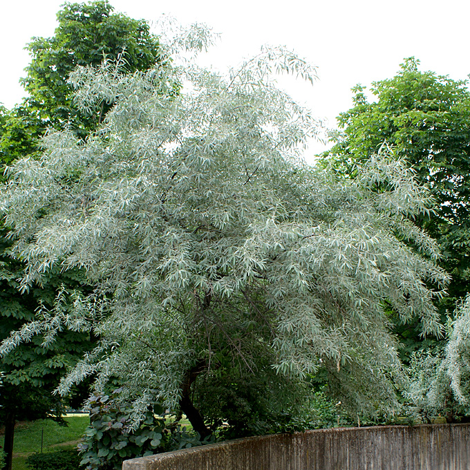 albero dalle foglie argentee