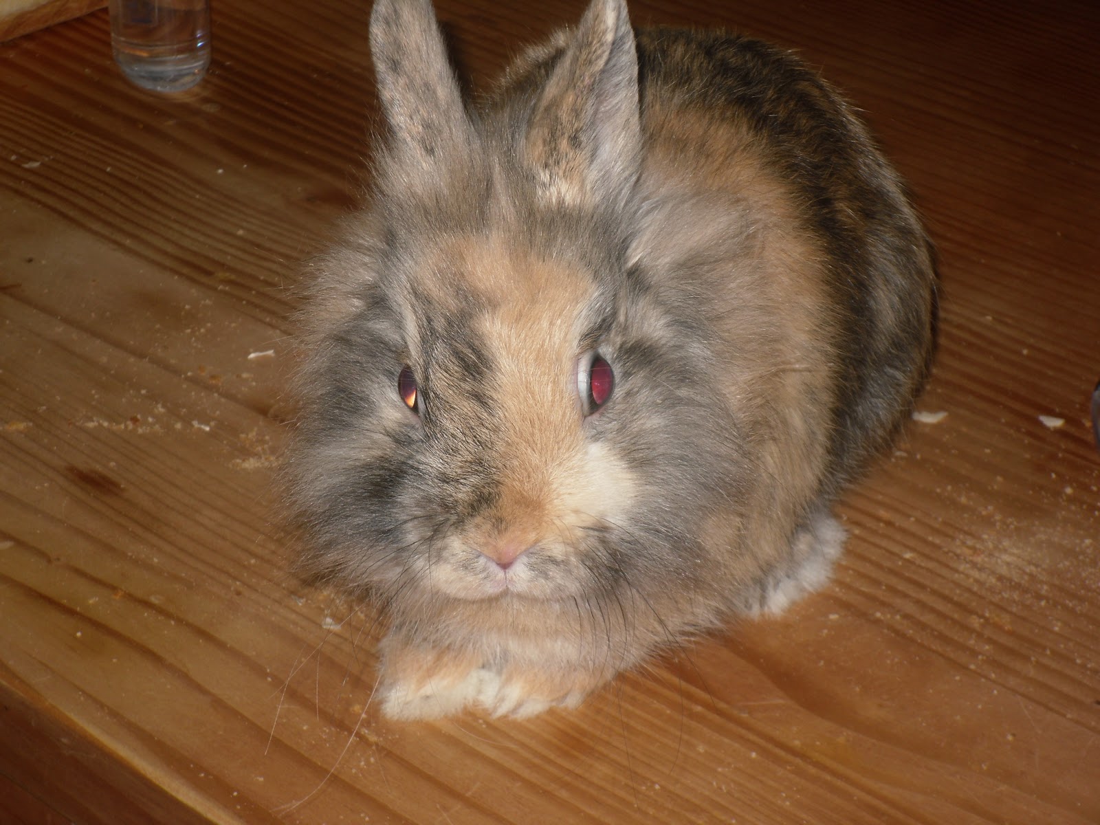 Le Plus Beau Lapin Du Monde