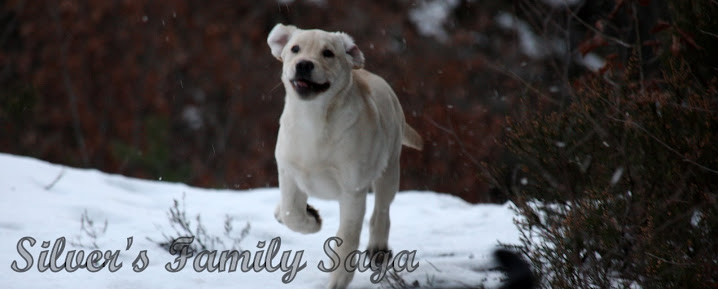 Sadi overtar DeeDee og Silver sin valpeblogg.