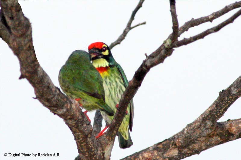 [Courting_Barbet.jpg]