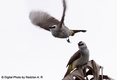 Yellow-vented Bulbul in action