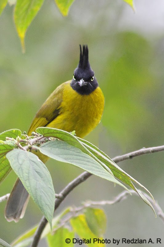 [BlackCrestBulbul.jpg]