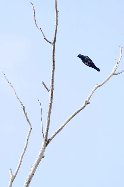 Asian Glossy Starling