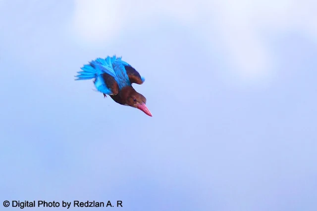 White-throated Kingfisher diving for food