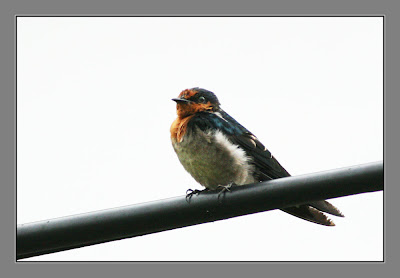 Pacific Swallow (Hirundo tahitica)on electric cable