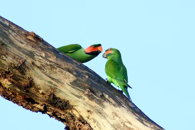 Long-tailed Parakeet (Psittacula longicauda)Mating at Temerloh Malaysia