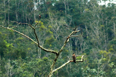 Eagle and King Fisher